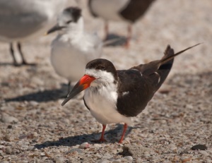 Amerikaanse schaarbek (Black Skimmer) | Palm Island    4 eilanden